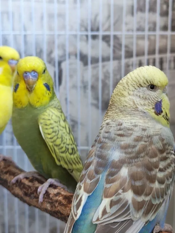 Uy sharoitida boqilgan to‘lqinli to‘tiqushlar 3