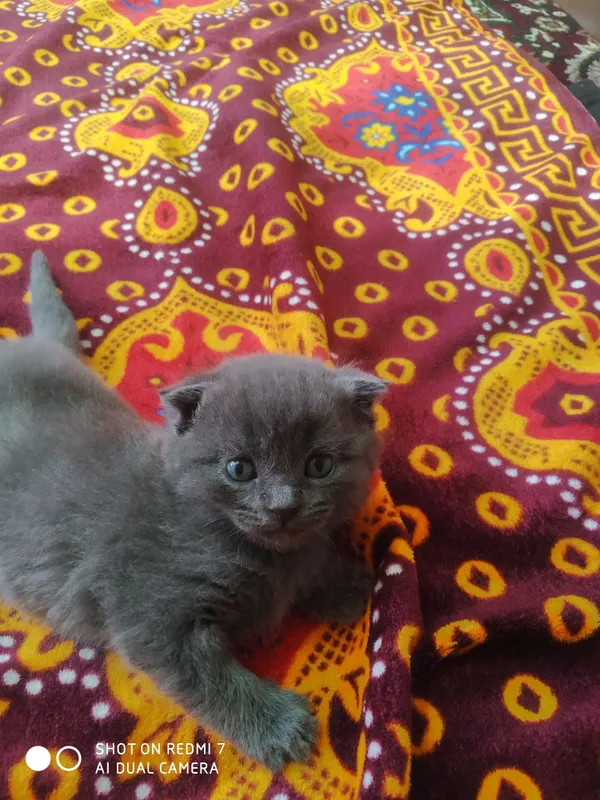 Скотч фолд британский 1 Скотч фолд британский 1