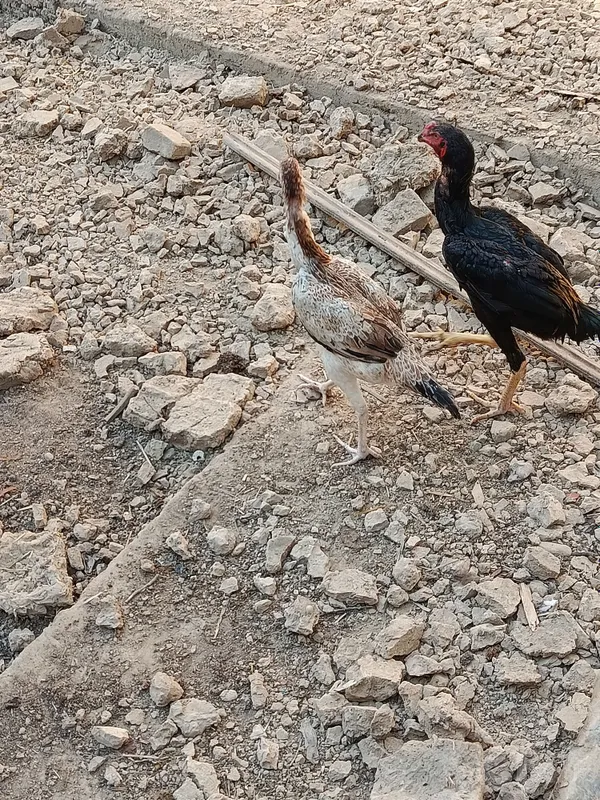 Dakan, boboqi jo'ja 3 Dakan, boboqi jo'ja 3