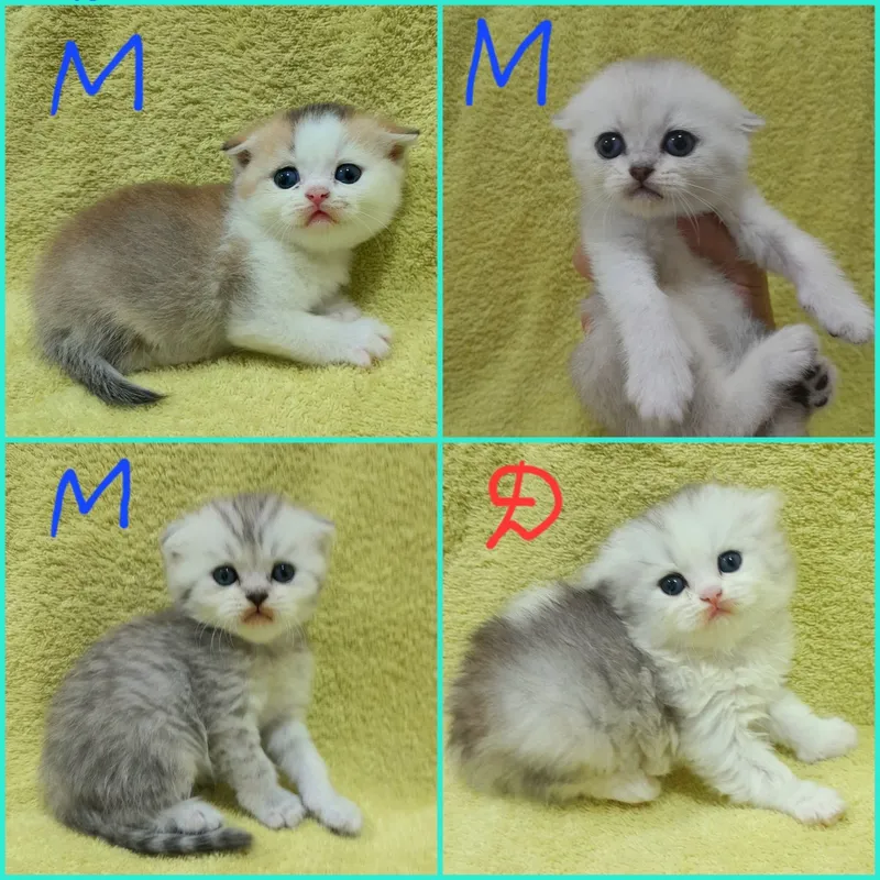 Продаются 4 шикарных котёнка,шиншилла. 1 Продаются 4 шикарных котёнка,шиншилла. 1