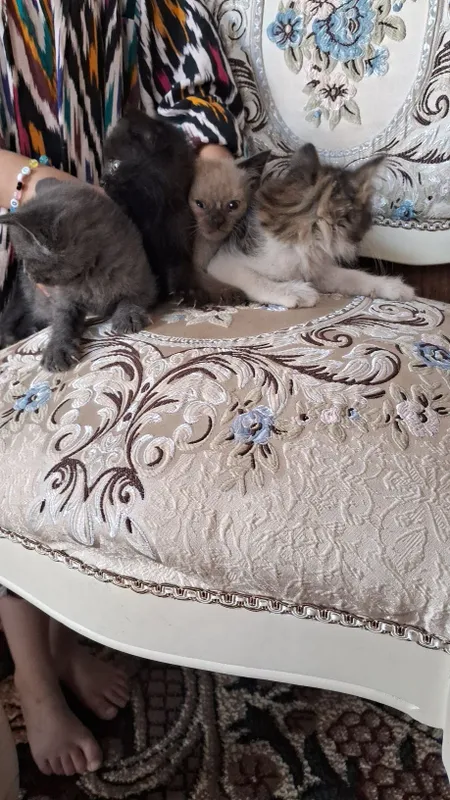 Mushukchalar 1 oylik siamski 2 Mushukchalar 1 oylik siamski 2