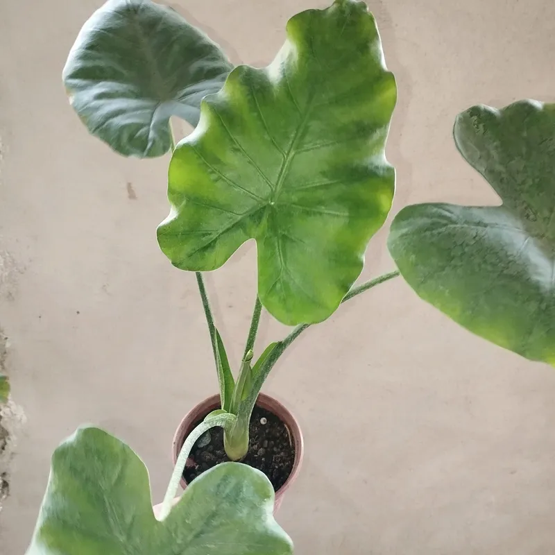 Alokazia