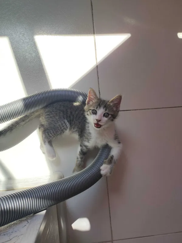 Котёнок в добрые руки 3 месяца — фото 1