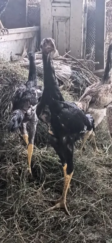 Карес япон ганой жужалал 3 Карес япон ганой жужалал 3