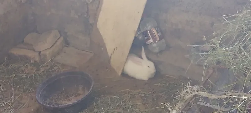 Quyonlar sotiladi kafolati bilan 1