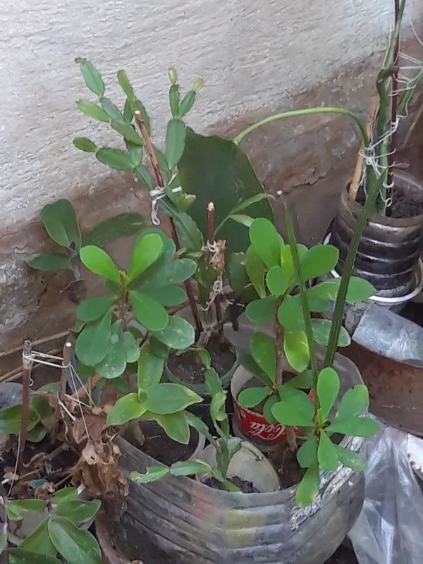 Turli xil xonaki gullar 5