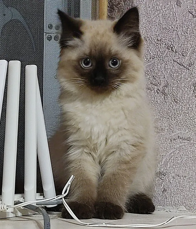 Продается котенок Породы Балинез 1