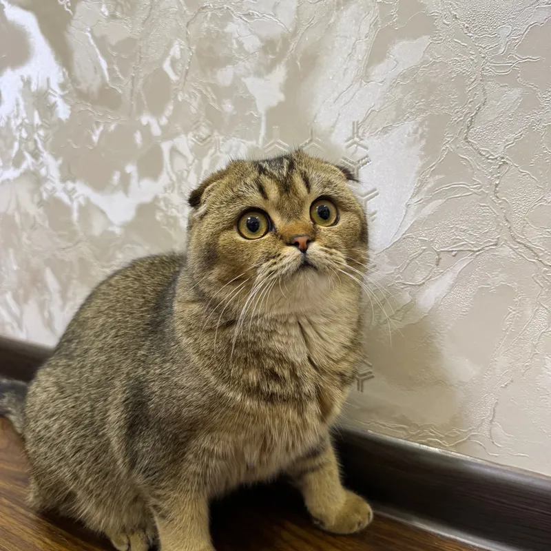 Продаётся кошка породы скоттиш-фолд 3 Продаётся кошка породы скоттиш-фолд 3