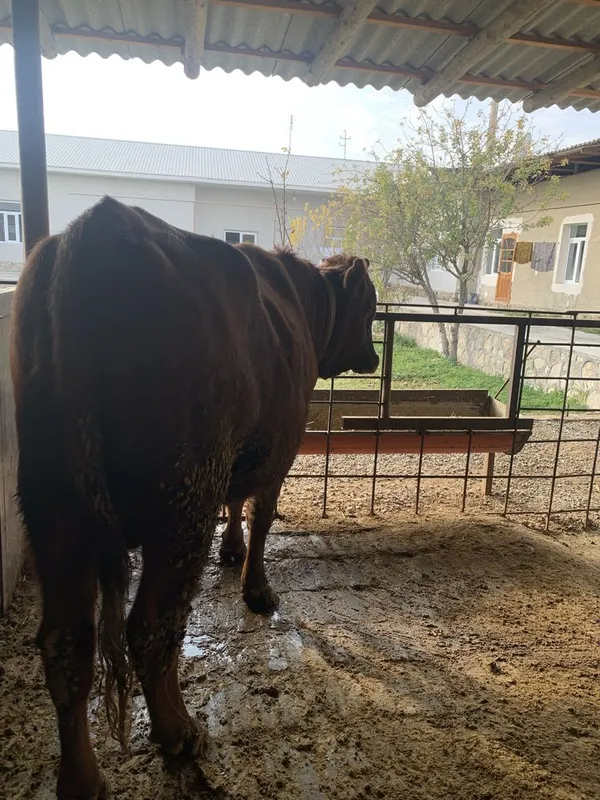 Buqacha tez va arzon Sotiladi — фото 3