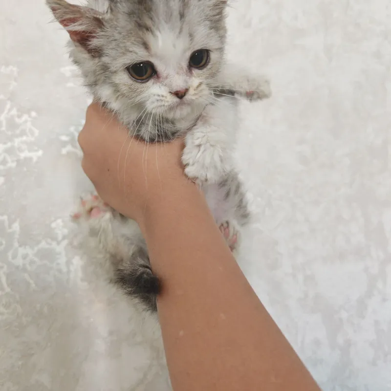 Бриианский котенок мальчик 2 Бриианский котенок мальчик 2