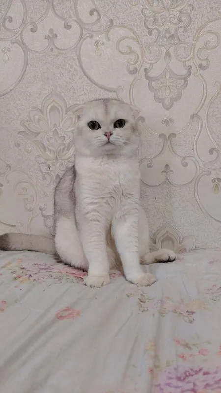 Skarlett Yoxansson bilan jinsiy aloqa videolarini tomosha qiling