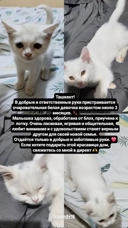 Белый котенок девочка в добрые руки — фото 2
