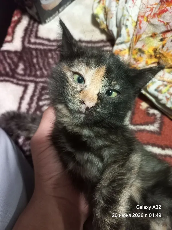 Котёнок 2,5 месяцев Котёнок 2,5 месяцев