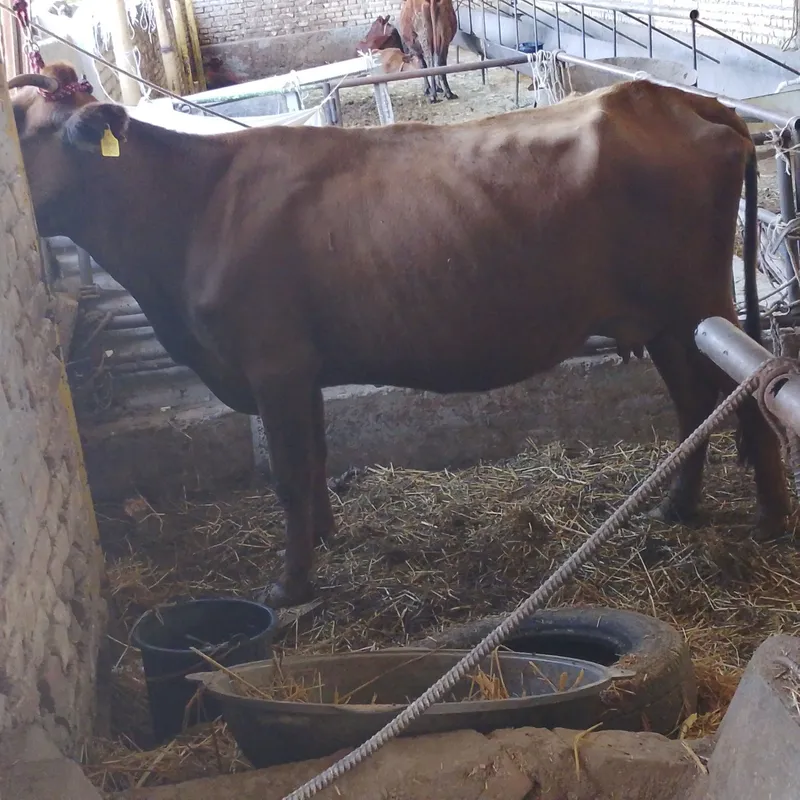 Srochniyga sotiladi kafolati bilan 1