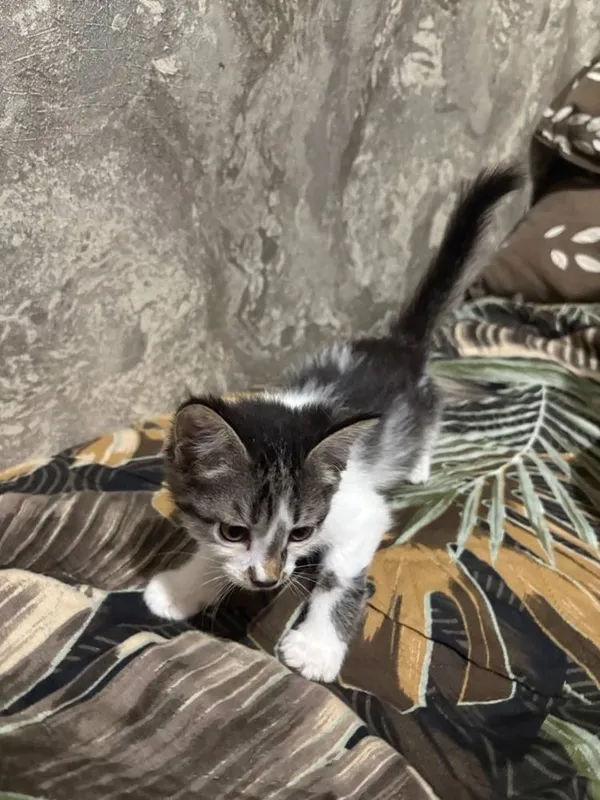 Отдам котят в хорошие руки котята домашнии — фото 1
