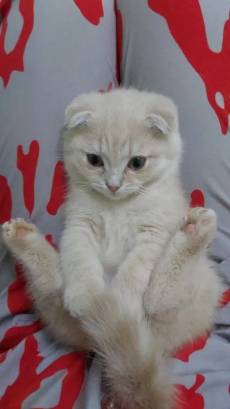 Scottish fold mushuk 2 Scottish fold mushuk 2