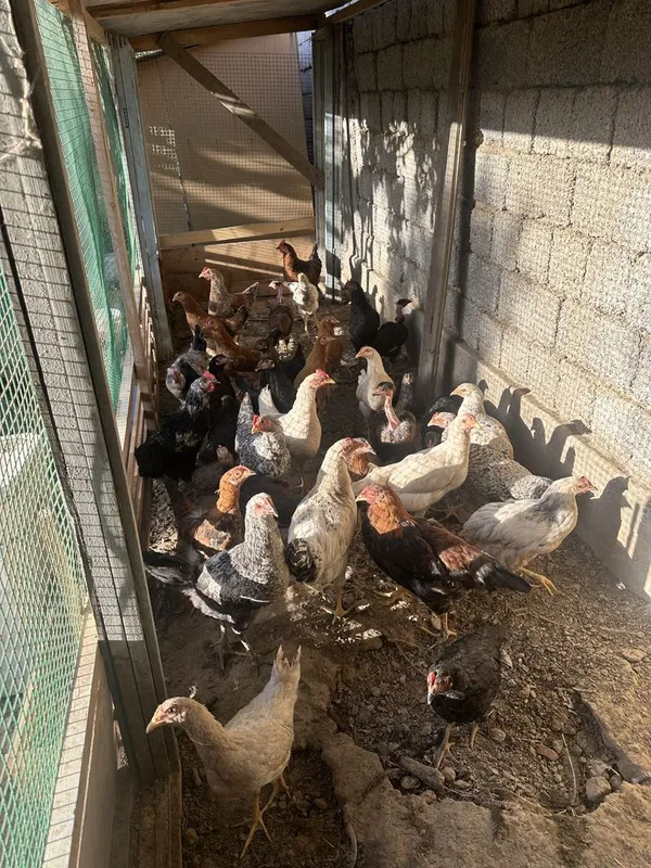 Tovuqlar sotiladi 2 Tovuqlar sotiladi 2