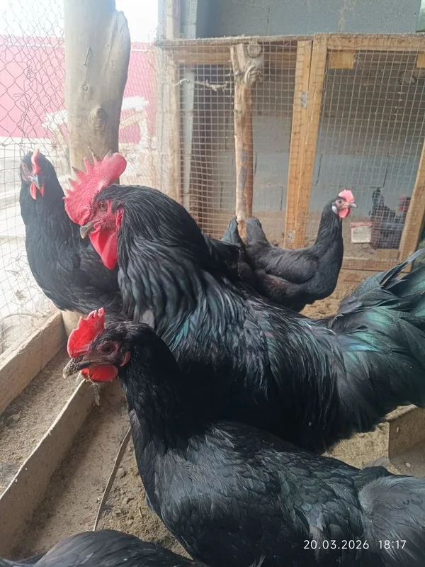 Gigant qora shaxzoda tuximlari sotiladi — фото 2