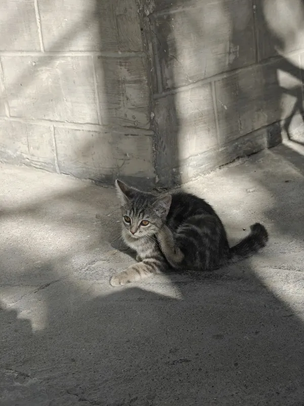 Mushuk котость 2 2