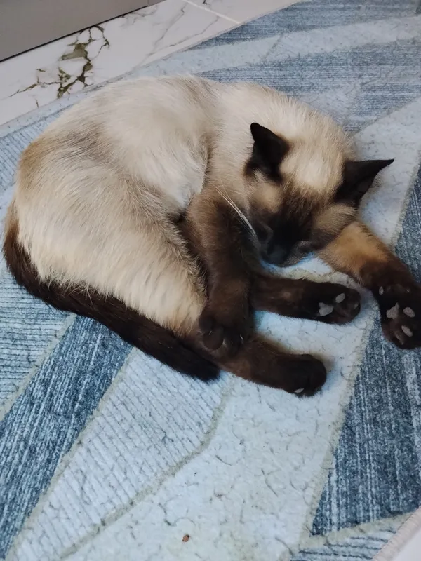 отдам бесплатно котят .Мама котят сиямская кошка 1 отдам бесплатно котят .Мама котят сиямская кошка 1