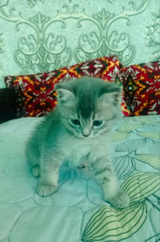 Кошка продам на хорошем руке!