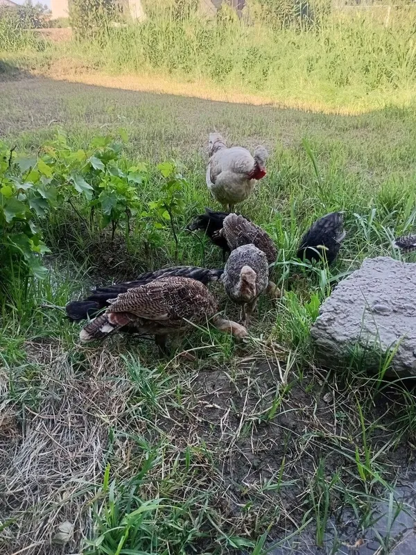 Juda bolasiga mexribon ona kurka bor. 2