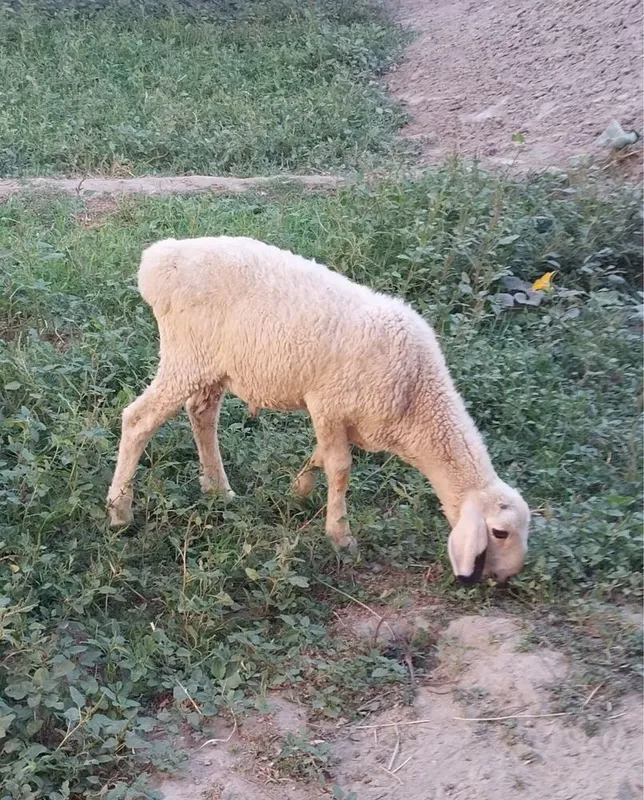 Эгиз кучкорлар сотилади. 8