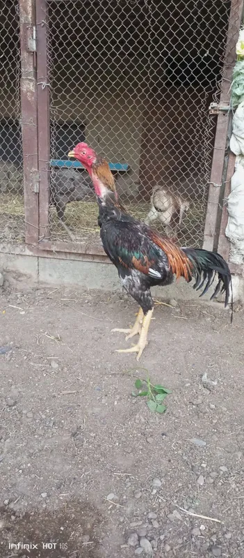 Tuxumlari sotiladi 1