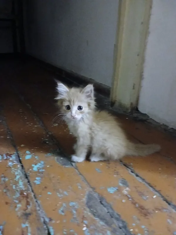 Маленькие котята ищут семью — фото 4