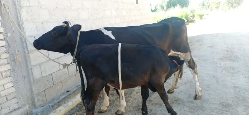 Ona bola sigirlar 2