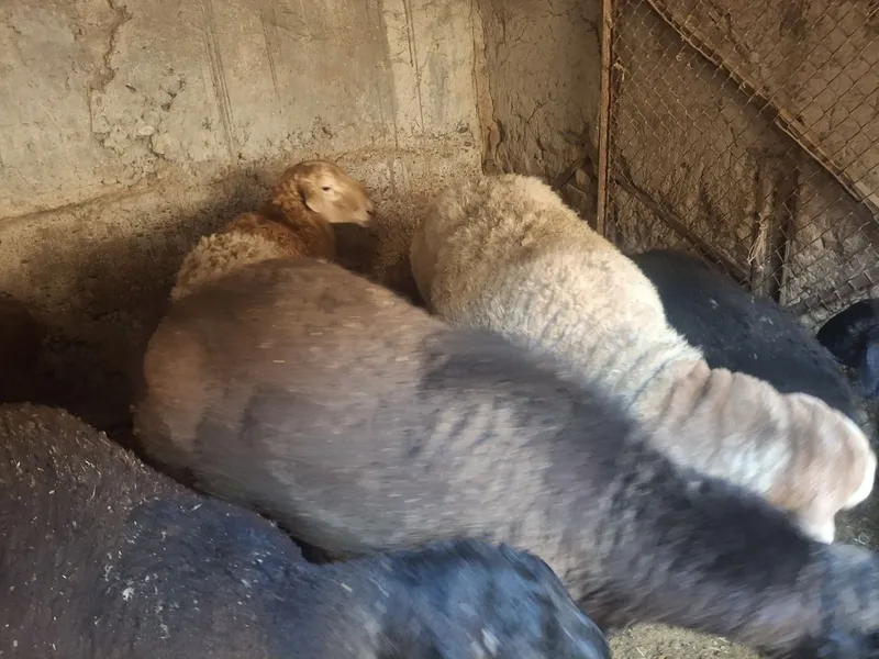 Zotdor Arashan va Hisori qochqorlar sotiladi 2dona yirik quchqorlar 6