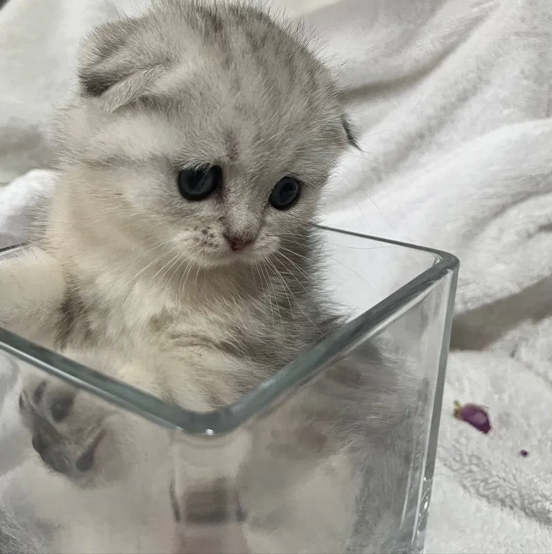Готовы к брони котята шиншиллы.