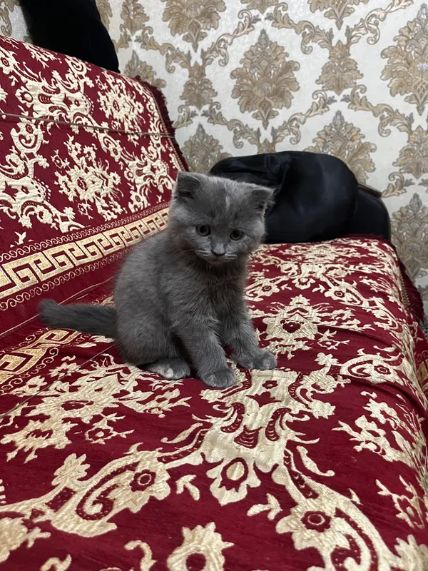 Шотландский вислоухий котенок 2 Шотландский вислоухий котенок 2