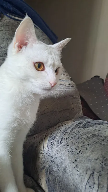 Кошка,девочка,11месяц белоснежной