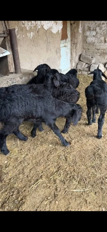 Qo'zichoqla sotiladi