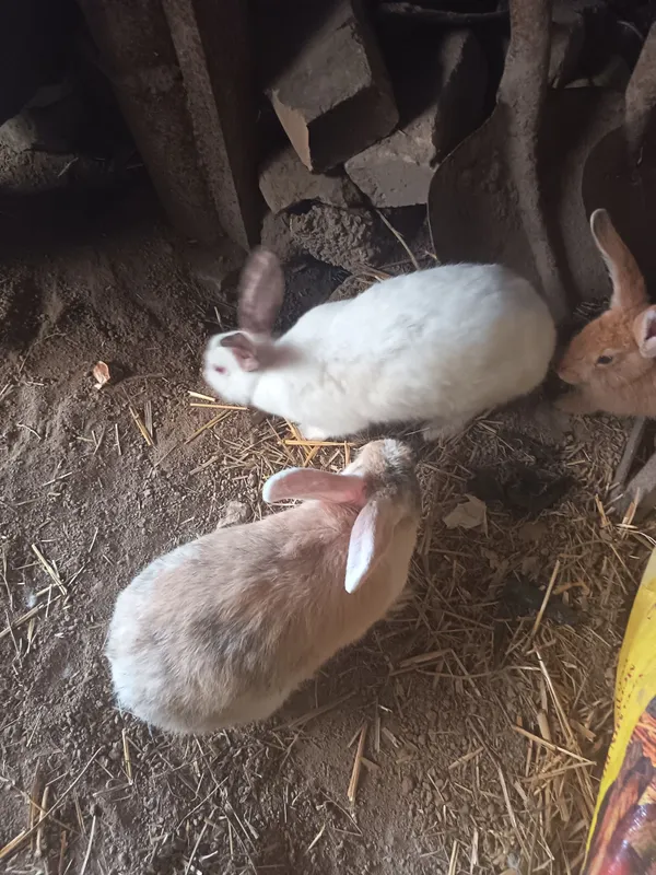 Quyon samkala sotladi 6 Quyon samkala sotladi 6