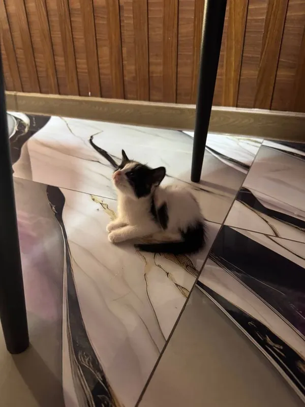 Отдадим котят бесплатно 8 Отдадим котят бесплатно 8