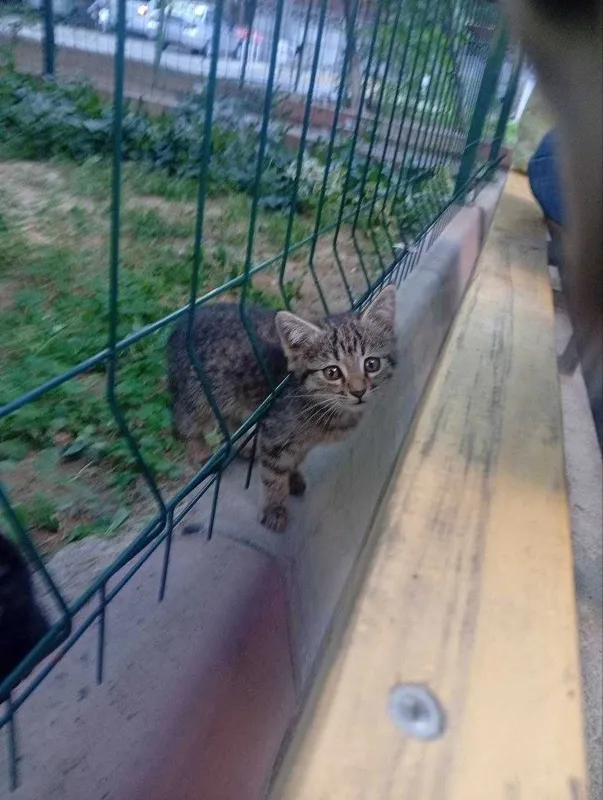Маленькие котята ищут дом — фото 2