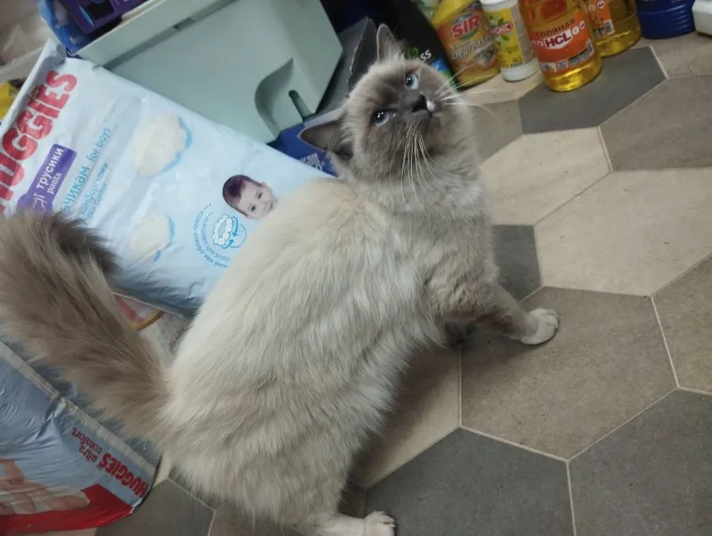 Сиамкий кот (сиам мушуги)