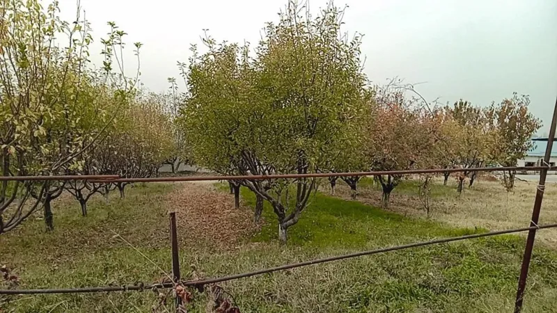 Готовый агробизнес! Продаётся ферма 1.05 Гектар в Ташкенте (Черняевка — фото 4