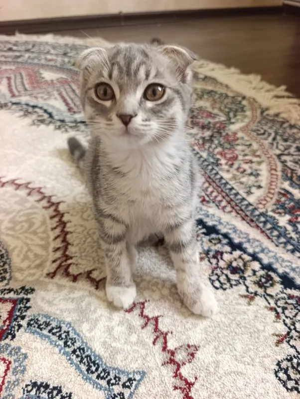 Scottish Fold va Straight mushuklari 1 Scottish Fold va Straight mushuklari 1