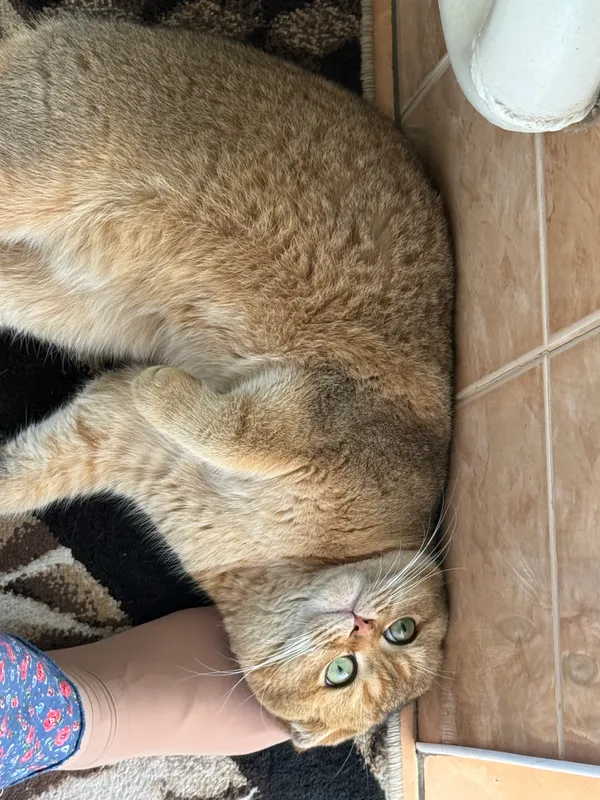 Вязка кота, Симба Киз мушукларни вязкага чакиради — фото 5