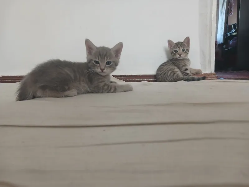 Кошка шотландский скотиш фолд ихнин мама 3 котят Малчики 1 месяц 6 Кошка шотландский скотиш фолд ихнин мама 3 котят Малчики 1 месяц 6