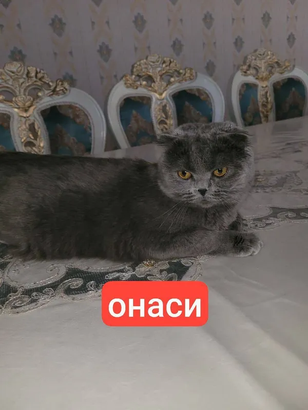 ТОЗА британ мушукча сотилади 700 минг сум — фото 3