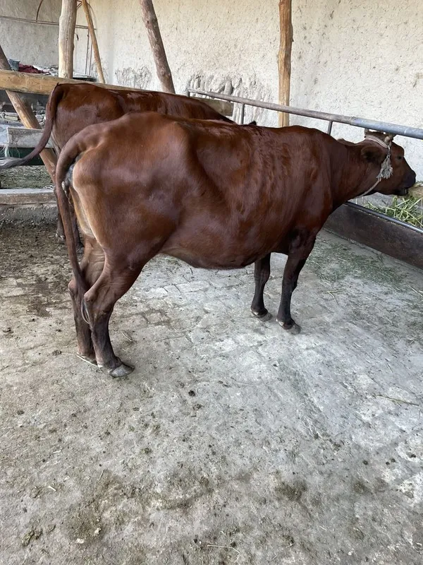 Yaxshi parvarish qilingan bugoz sigir sotiladi yeyishi yaxshi zotli 2 Yaxshi parvarish qilingan bugoz sigir sotiladi yeyishi yaxshi zotli 2