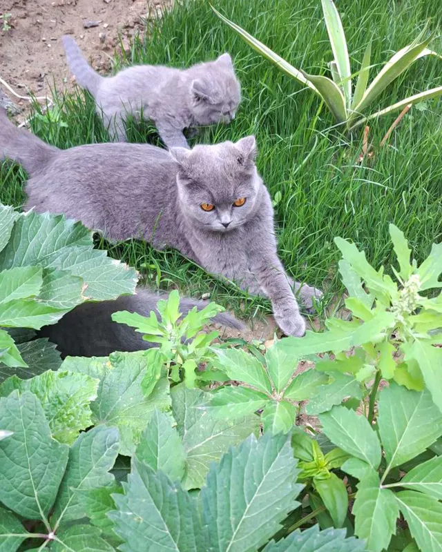 Scottish Fold mushukchalar — фото 1