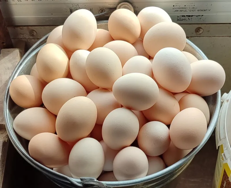 Продаются Домашние яйца