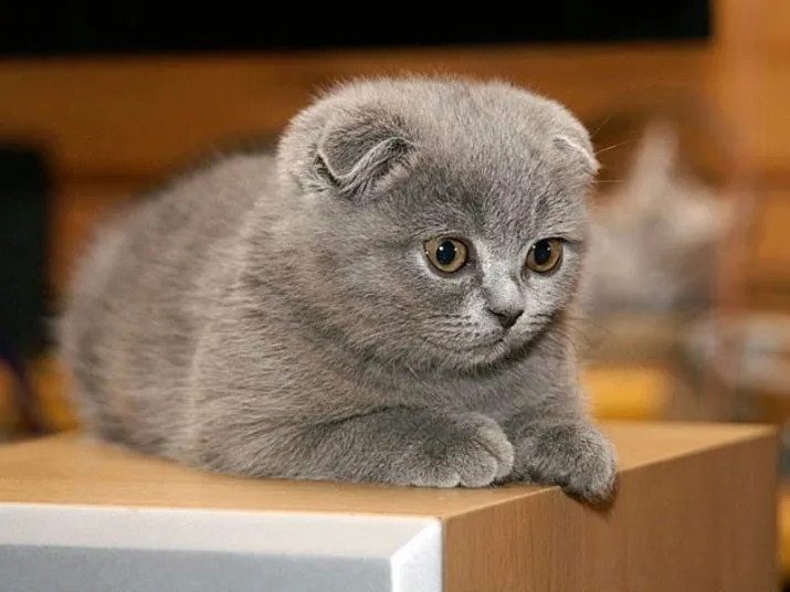Скоттиш-фолд, скоттиш-страйт 4 Скоттиш-фолд, скоттиш-страйт 4