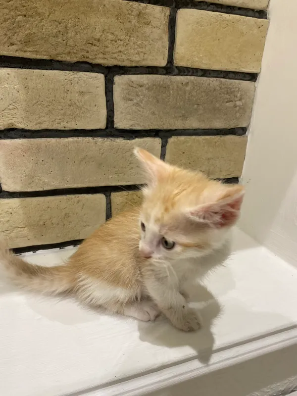 Котята 🧡 7