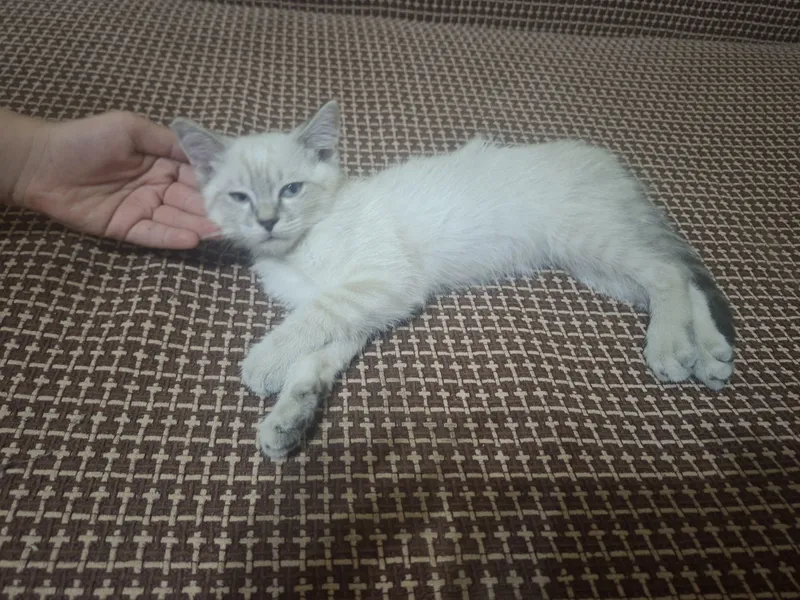 Домашние котята в заботливые,ласковые руки. 2 Домашние котята в заботливые,ласковые руки. 2